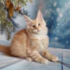 098 Alex (U) Maine Coon male kitten