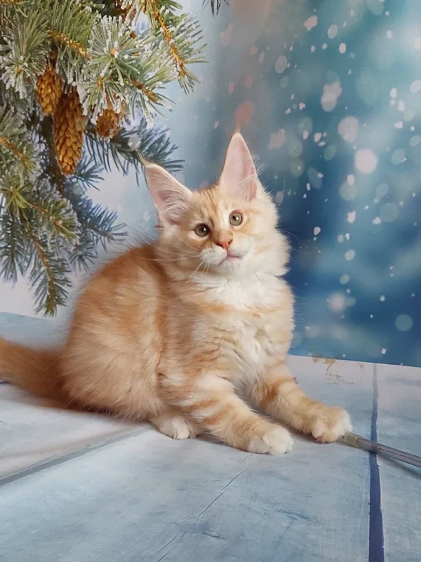 098 Alex (U) Maine Coon male kitten