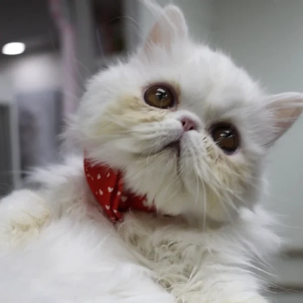 008 Luntik (U) Persian longhair male kitten