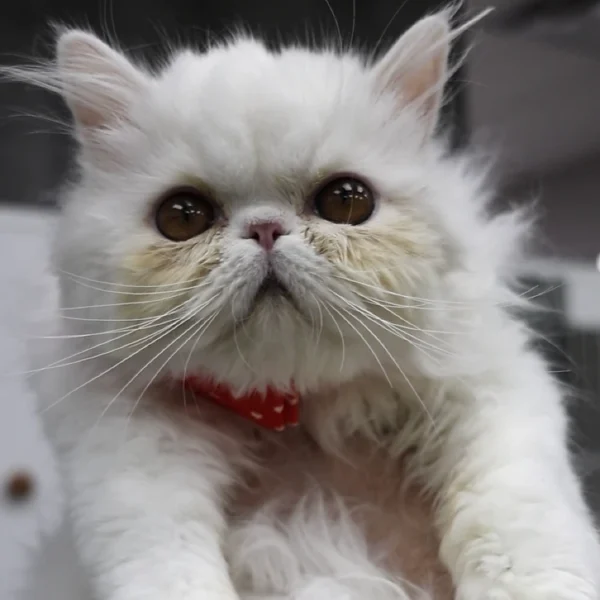 008 Luntik (U) Persian longhair male kitten