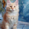 098 Alex (U) Maine Coon male kitten