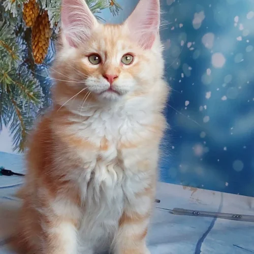 098 Alex (U) Maine Coon male kitten