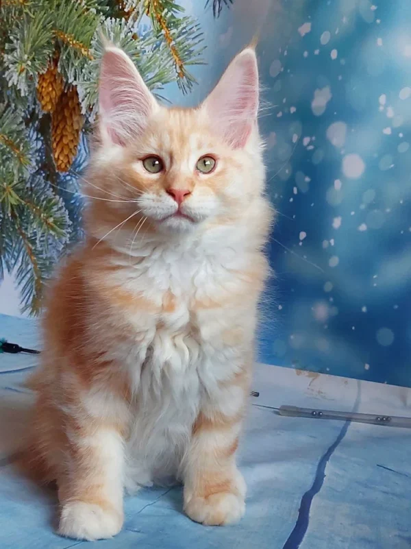 098 Alex (U) Maine Coon male kitten