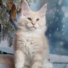 098 Alex (U) Maine Coon male kitten