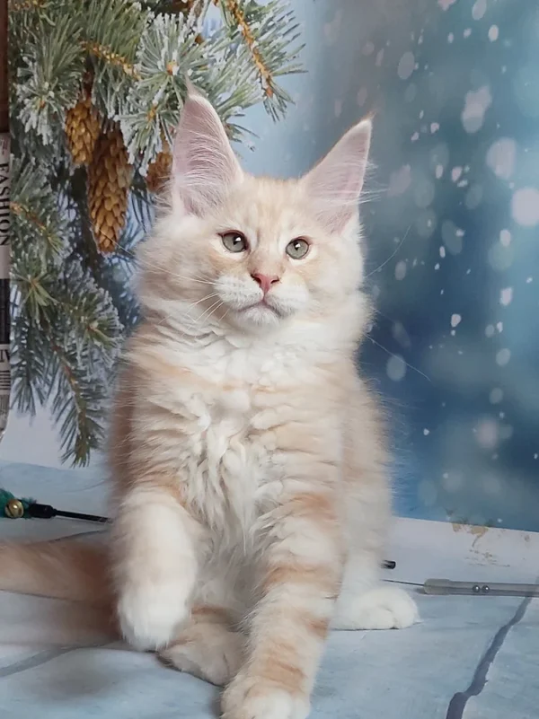 098 Alex (U) Maine Coon male kitten