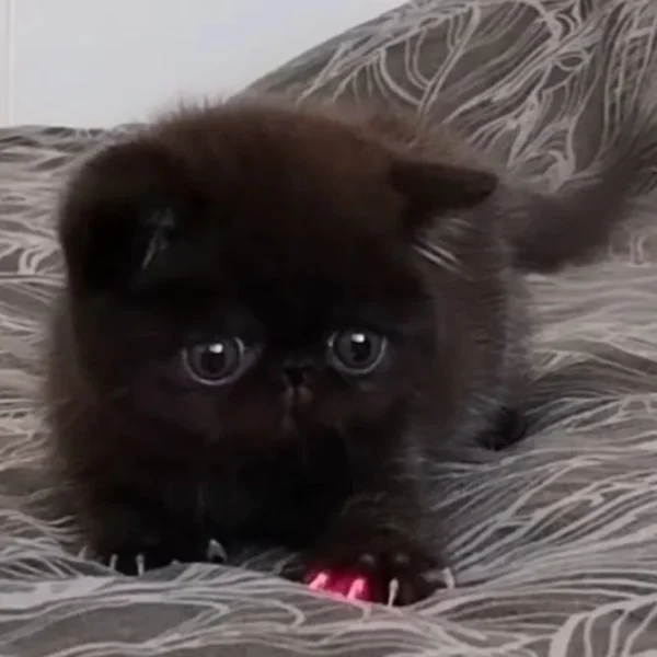 081 Kleon (R) Exotic shorthair male kitten