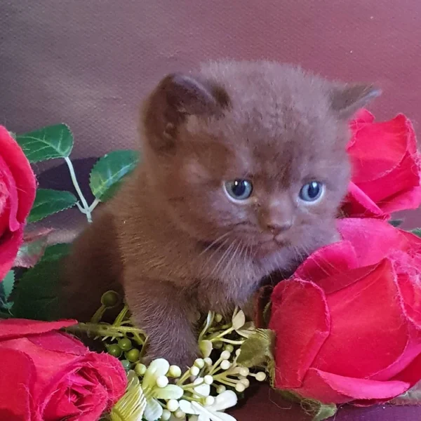 182 Vito (U) British shorthair male kitten