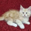 098 Alex (U) Maine Coon male kitten