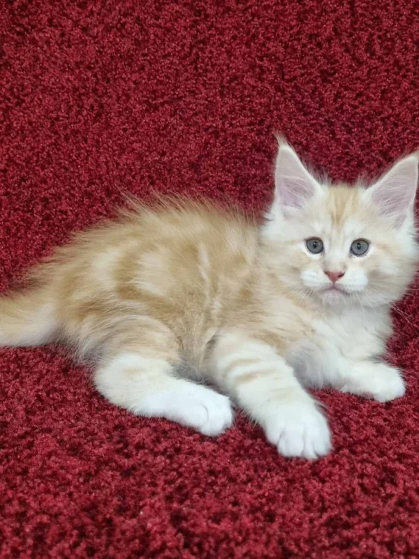 098 Alex (U) Maine Coon male kitten