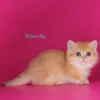072 Marseleus (U) Munchkin shorthair male kitten