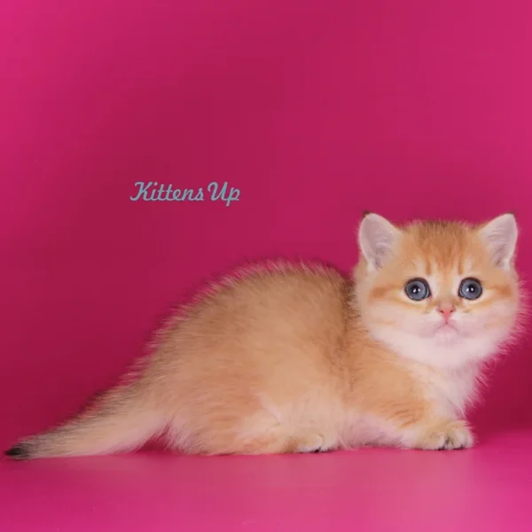 072 Marseleus (U) Munchkin shorthair male kitten