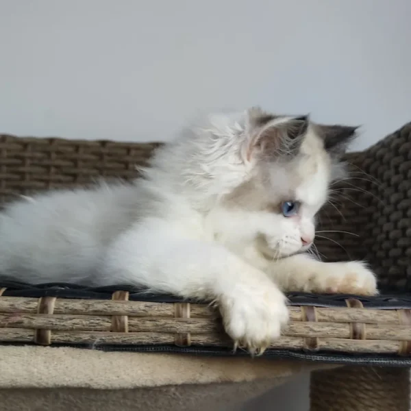 7f428d_18f9fdd1e10d47299603a347974893bc~mv2 095 Umka (R) Ragdoll male kitten