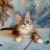 263 Angelina (U) Maine Coon female kitten
