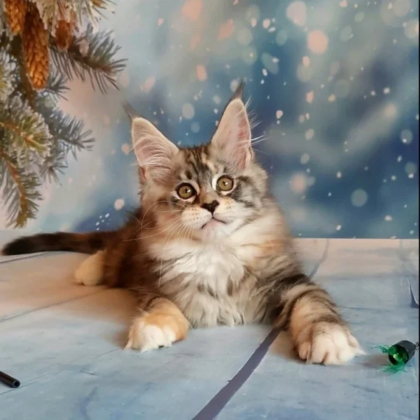 263 Angelina (U) Maine Coon female kitten
