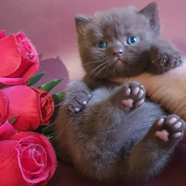 182 Vito (U) British shorthair male kitten