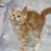 098 Alex (U) Maine Coon male kitten