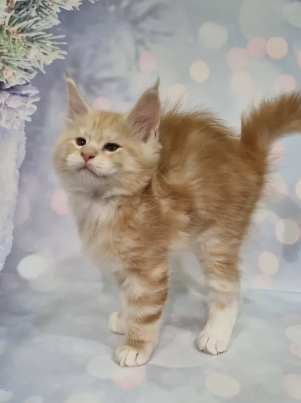 098 Alex (U) Maine Coon male kitten