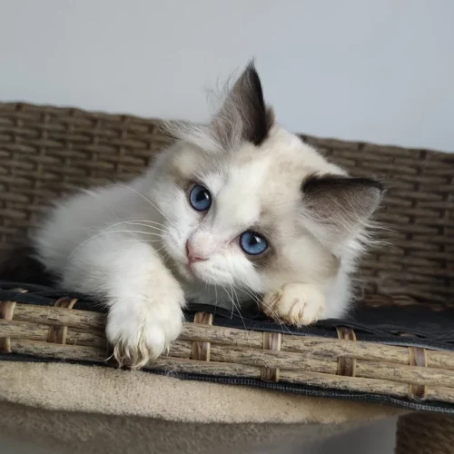 095 Umka (R) Ragdoll male kitten