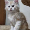 098 Alex (U) Maine Coon male kitten