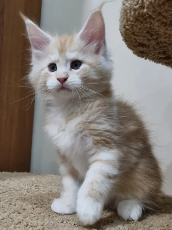 098 Alex (U) Maine Coon male kitten