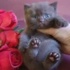 182 Vito (U) British shorthair male kitten