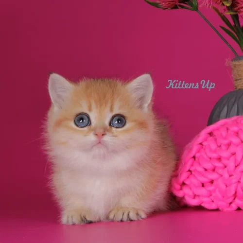 072 Marseleus (U) Munchkin shorthair male kitten