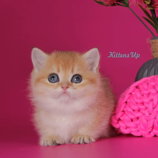 072 Marseleus (U) Munchkin shorthair male kitten