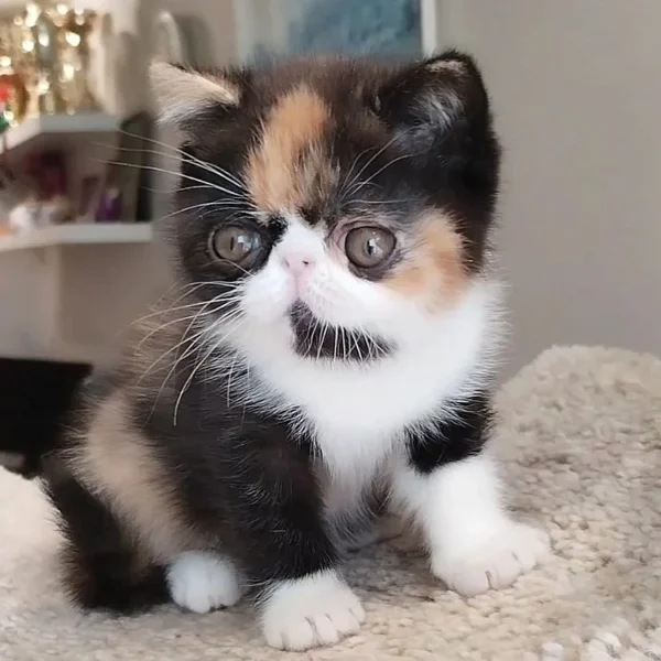 079 Inary (R) Exotic shorthair female kitten