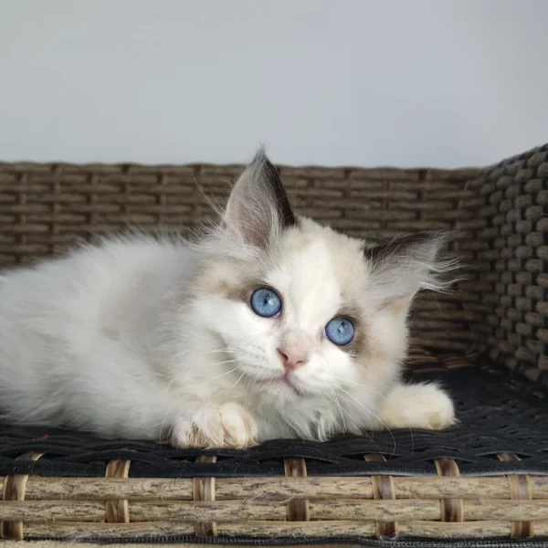 7f428d_63158ec78795495a830a9b4ffa16e0d7~mv2 095 Umka (R) Ragdoll male kitten