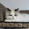 7f428d_7922b3b184cf48419f7e686cc0bc8200~mv2 095 Umka (R) Ragdoll male kitten
