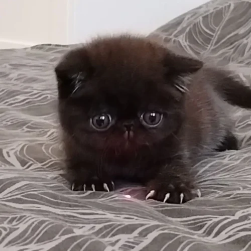 081 Kleon (R) Exotic shorthair male kitten