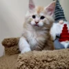 098 Alex (U) Maine Coon male kitten