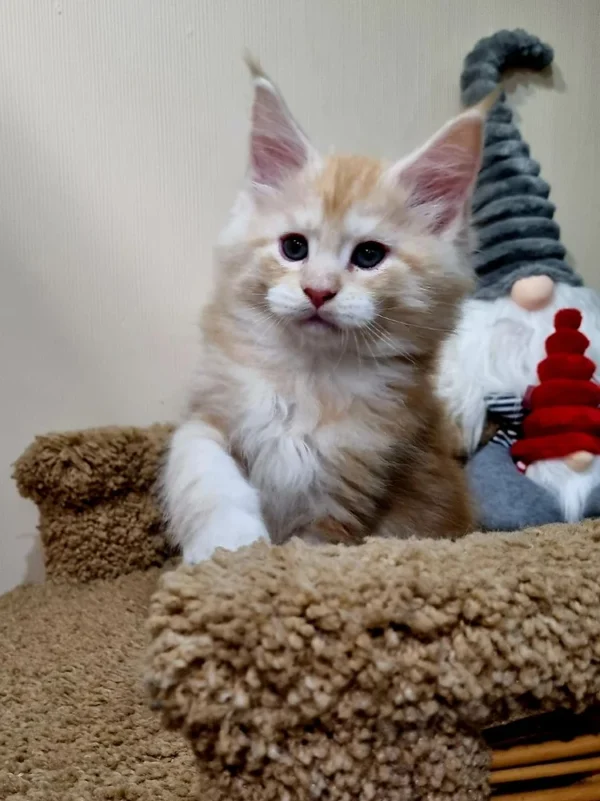 098 Alex (U) Maine Coon male kitten