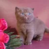 182 Vito (U) British shorthair male kitten