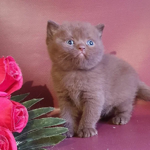 182 Vito (U) British shorthair male kitten