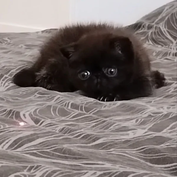 081 Kleon (R) Exotic shorthair male kitten