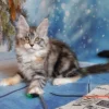 263 Angelina (U) Maine Coon female kitten