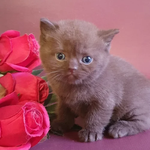 182 Vito (U) British shorthair male kitten