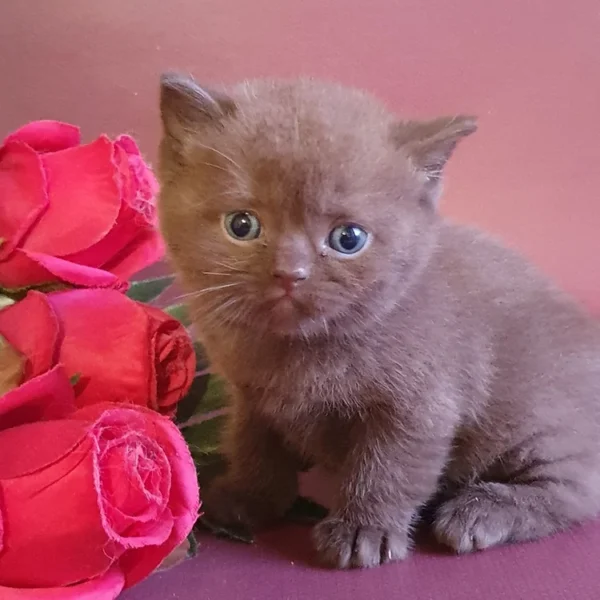 182 Vito (U) British shorthair male kitten