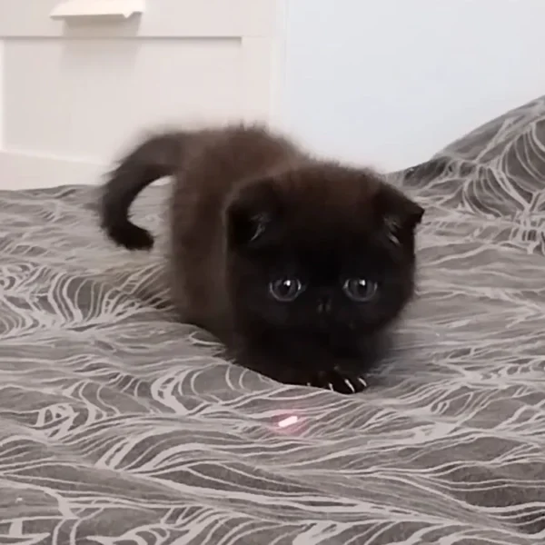 081 Kleon (R) Exotic shorthair male kitten