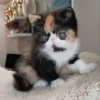 079 Inary (R) Exotic shorthair female kitten