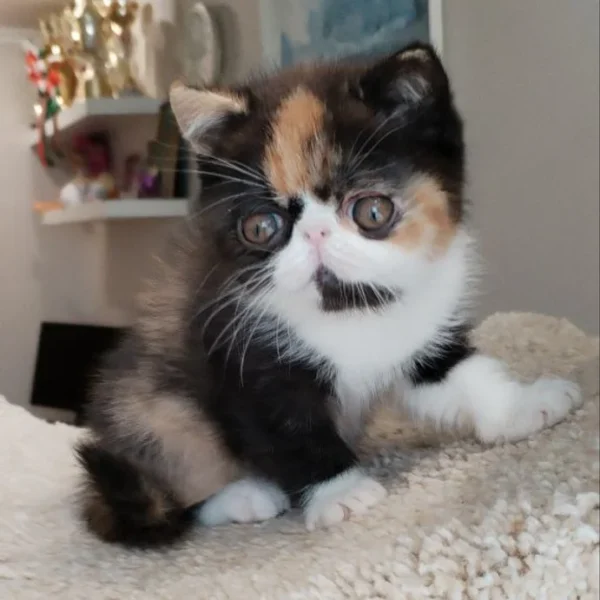 079 Inary (R) Exotic shorthair female kitten
