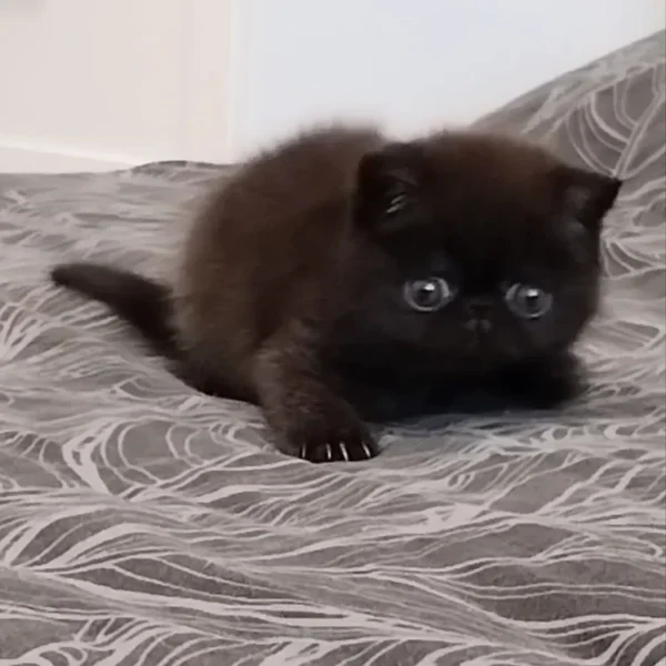 081 Kleon (R) Exotic shorthair male kitten