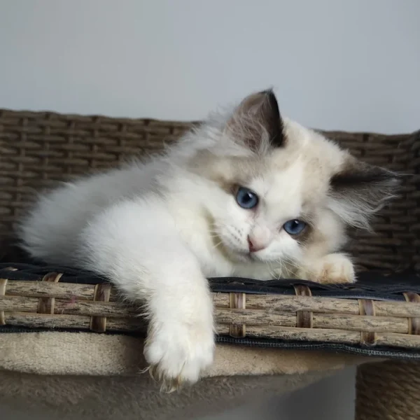 7f428d_ad18b4c1adb345ab95d8a2df515ccf8b~mv2 095 Umka (R) Ragdoll male kitten