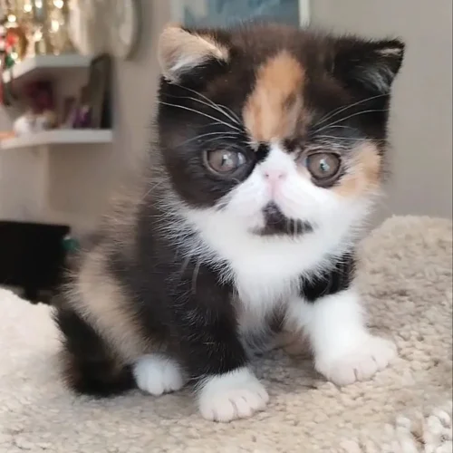 079 Inary (R) Exotic shorthair female kitten