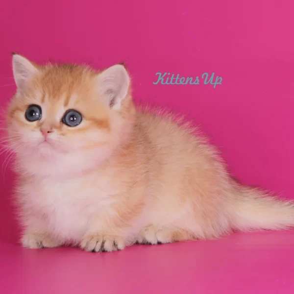 072 Marseleus (U) Munchkin shorthair male kitten