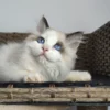 7f428d_b4569e71c9534418abe7b0199e0cbf21~mv2 095 Umka (R) Ragdoll male kitten