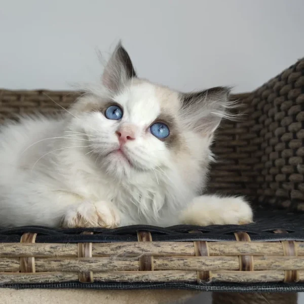 7f428d_b4569e71c9534418abe7b0199e0cbf21~mv2 095 Umka (R) Ragdoll male kitten