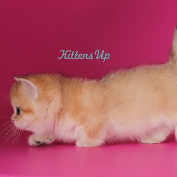 072 Marseleus (U) Munchkin shorthair male kitten