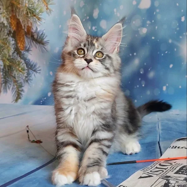 263 Angelina (U) Maine Coon female kitten